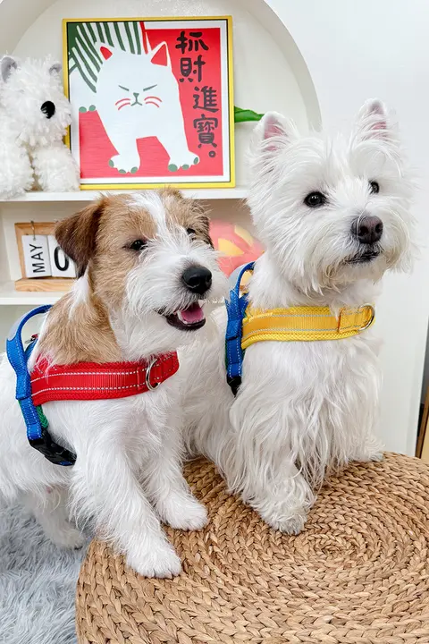 犬用ハーネス【胸部牽引・脱出防止・コーギー対応】