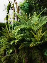 リアルなシダ 盆栽 緑の植物 熱帯雨林のシーン 植物 コーナー装飾