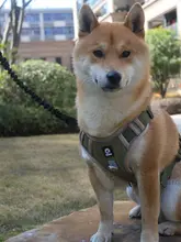 調節可能な中型・大型犬用ハーネス付きリード【ゴールデンレトリバー・ラブラドール対応】