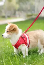 防水・汚れ防止PVC製ペット用リード【小型犬・猫用・耐久性】