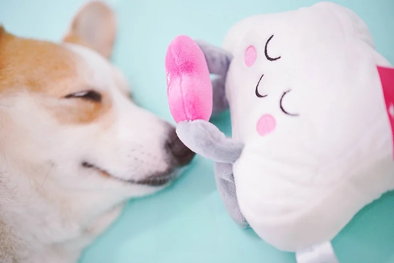 9ヶ月のおもちゃおすすめ：超かわいいペット用ぬいぐるみおもちゃ【音声機能付き・星と太陽デザイン】