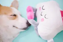 超かわいいペット用ぬいぐるみおもちゃ【音声機能付き・星と太陽デザイン】