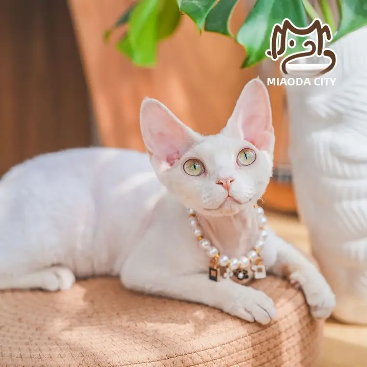 猫用首輪 チャーム パール 蝶結び 子猫用 スフィンクス デボンレックス おしゃれ
