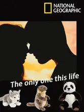 リアルなアニマルフィギュア【アフリカ象・ワニ・フラミンゴ・サイ・カバ】（セットアップ対応）