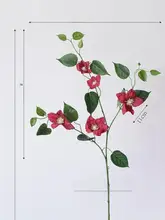 高品質な花材【一品もの・数量限定】
