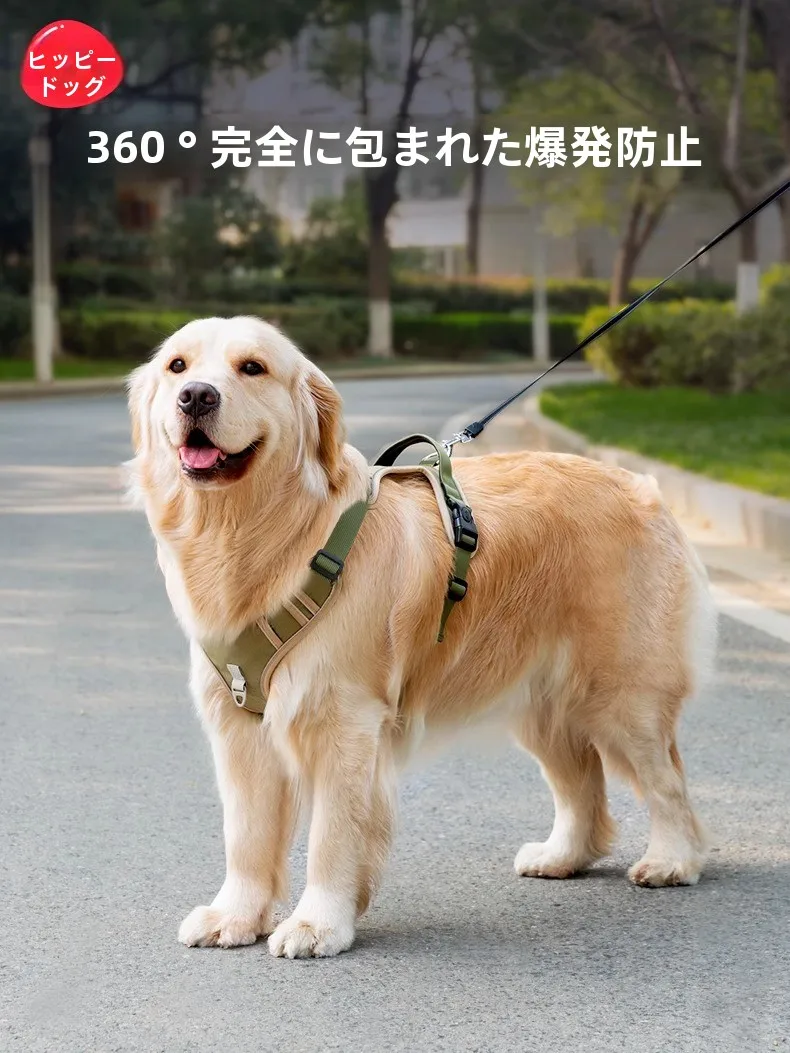 中型犬のリードおすすめは？厳選4選で散歩の質を変える