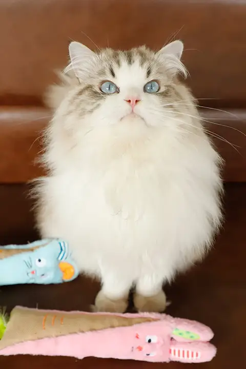 GiGwi キャットトイ【子猫用・フェザー・音の出る・歯磨き・耐噛み】