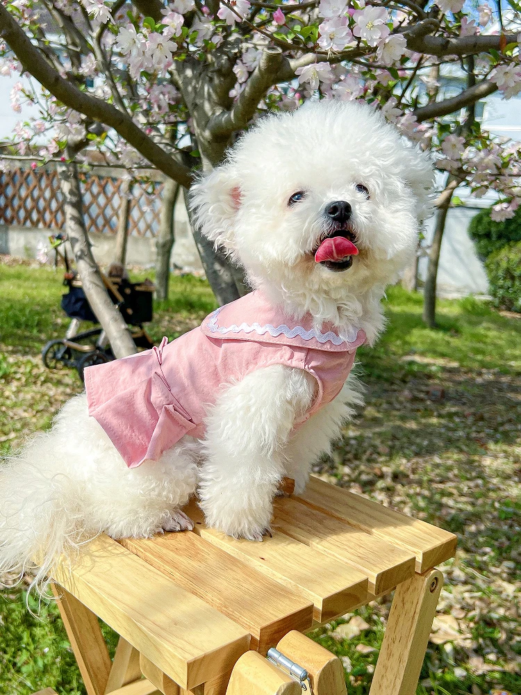 春夏用ピンクの小型犬用ドレス：おしゃれな犬アクセサリーの選定基準と実用性