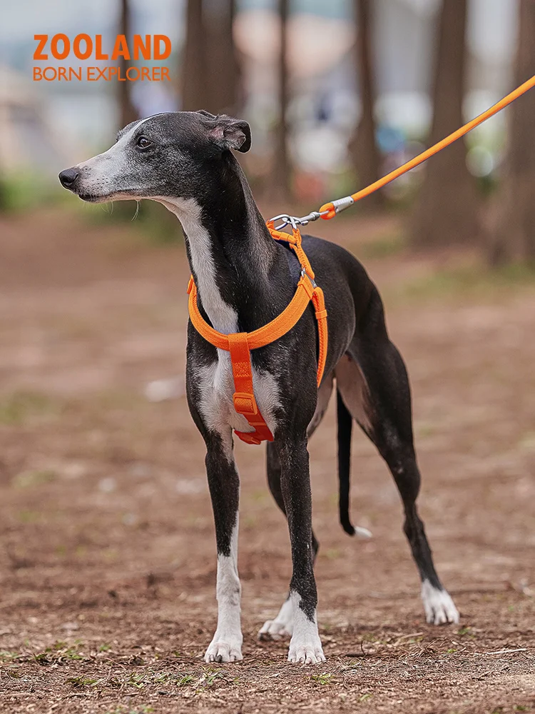 犬のお散歩グッズをコスパ良く揃える方法｜快適耐久のハーネスリード選びの完全ガイド