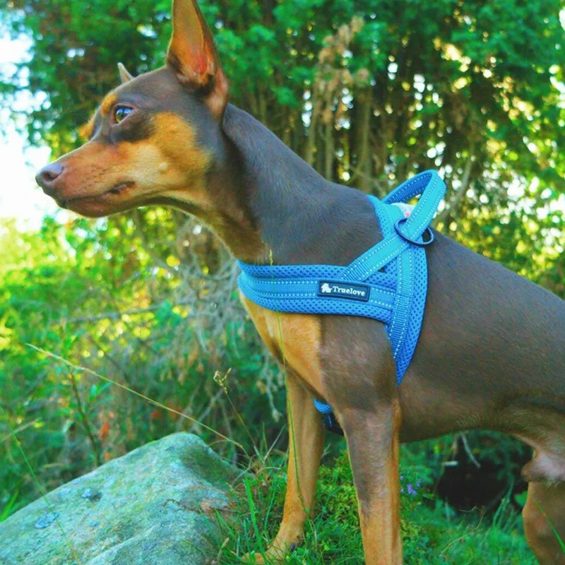 犬のお散歩グッズをコスパ良く揃える方法｜胸部サポートで快適な散歩を実現