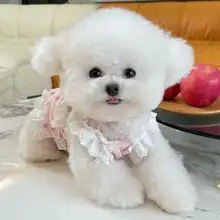 春用犬服【薄手・レース付き・ピンク・マルチーズタイプ】