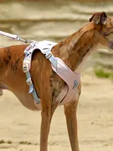 犬用 ハーネスリード【小中大型犬対応・首を締めない工字型】