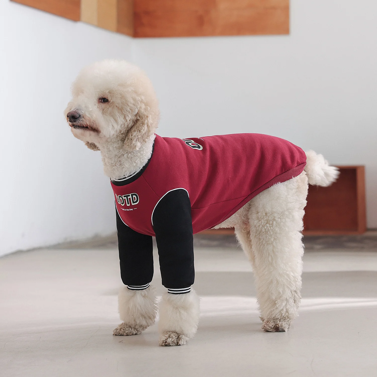 大型犬の服をどう選ぶ？冬の寒さに負けない、リアルな使い勝手を体感した1つの答え