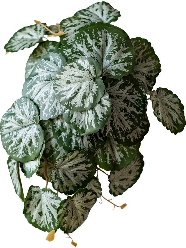 ハエトリグサの花の特徴：北欧風に合う擬似植物アレンジメントの実際
