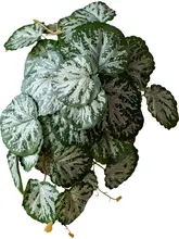 吊り下げ植物 壁装飾 植物アレンジメント エコタンク 擬似生物ミニチュア 景観装飾