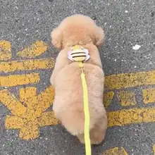 犬用引き紐【小型犬・防脱出設計・散歩用】