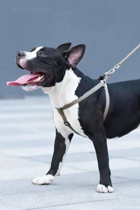 中大型犬用 胸掛け式リード【金毛・コーギー・フレンチブルドッグ対応】