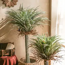大型植物 装飾 グリーン 植木 背景リアル