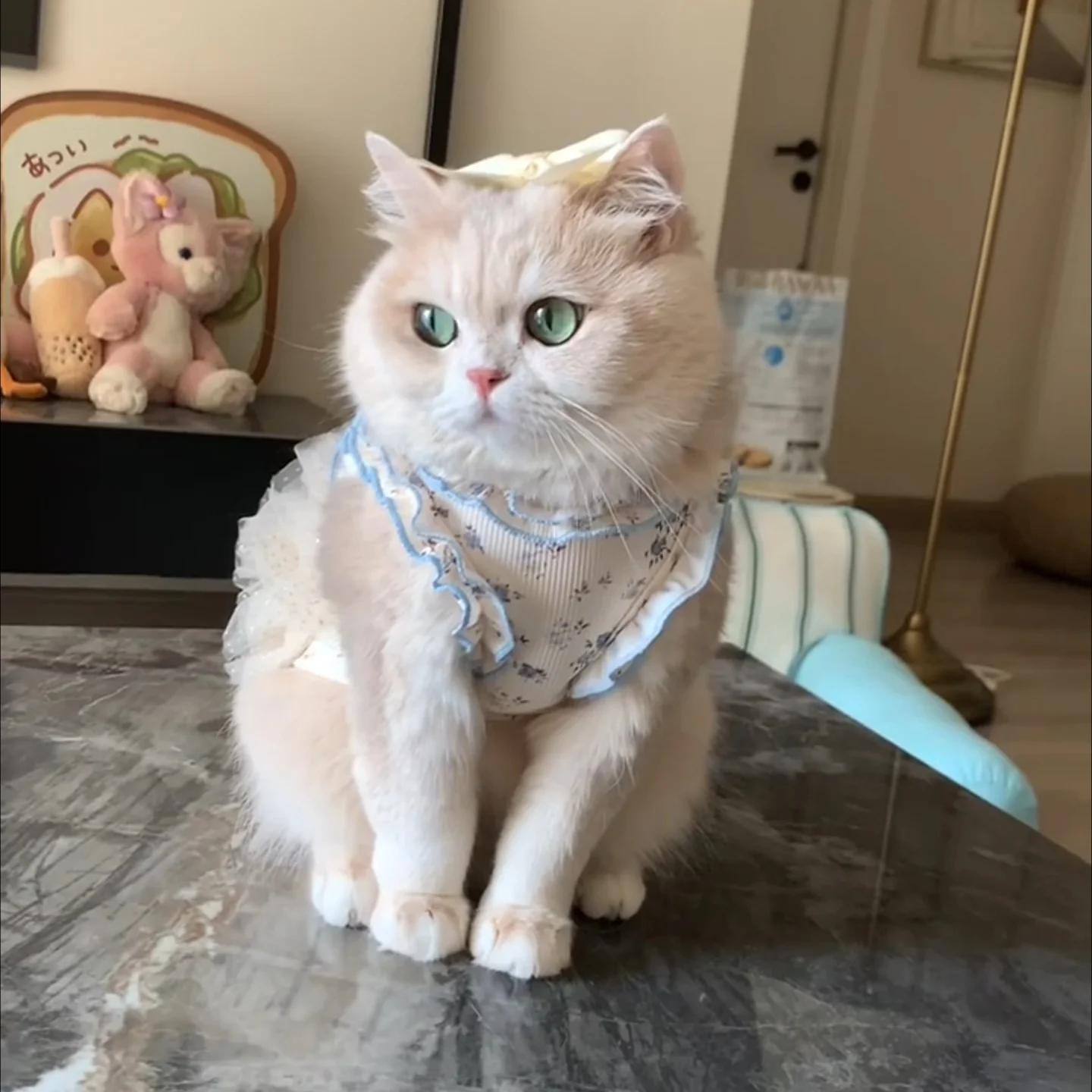 猫用の服を選ぶときに迷うのは、本当に「猫T」なのか？