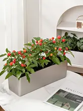 ジョジョのL.PD.セギエール。 植木鉢