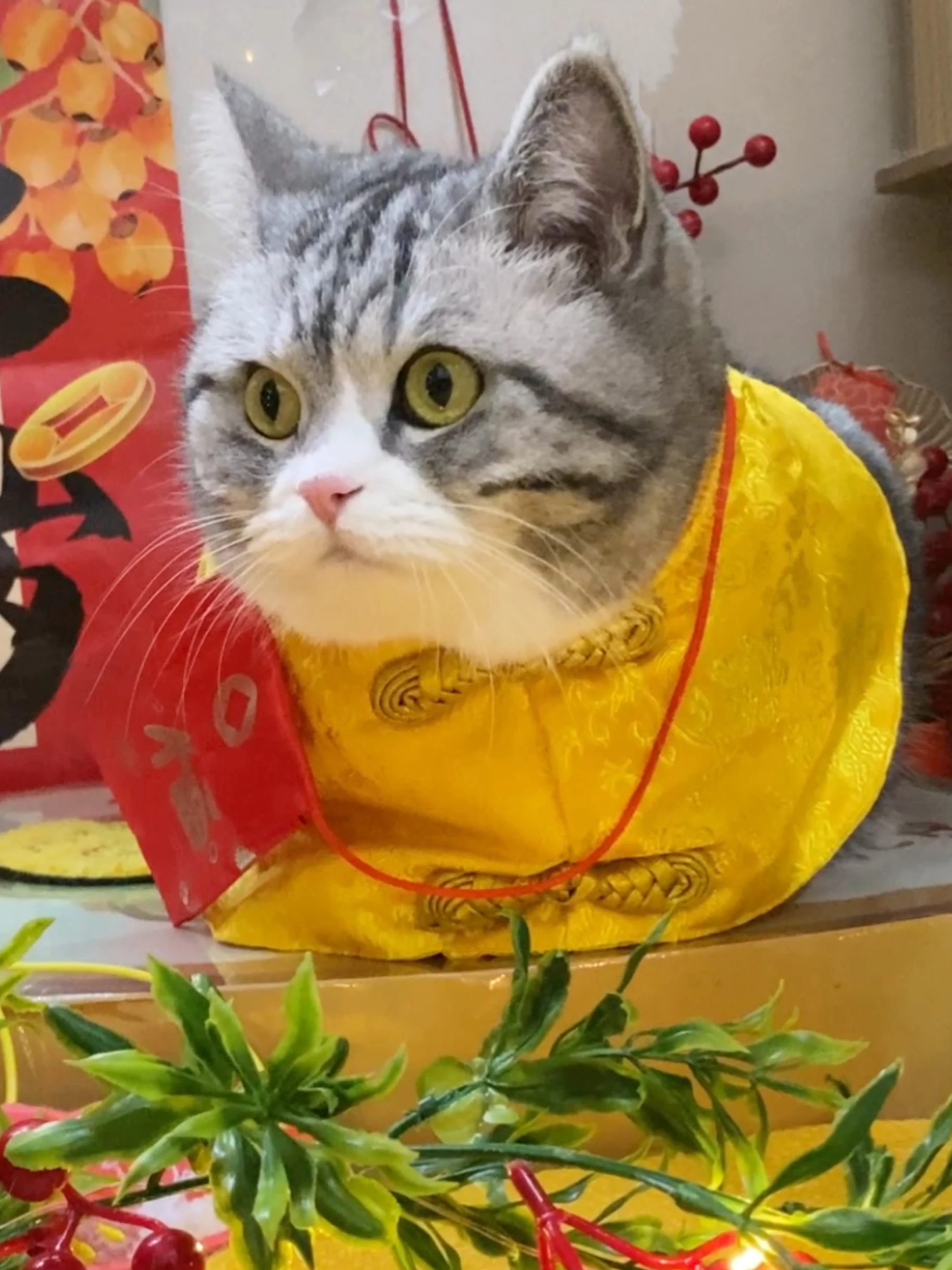 猫dollとは何か？実際の生活でどう活用するのか？