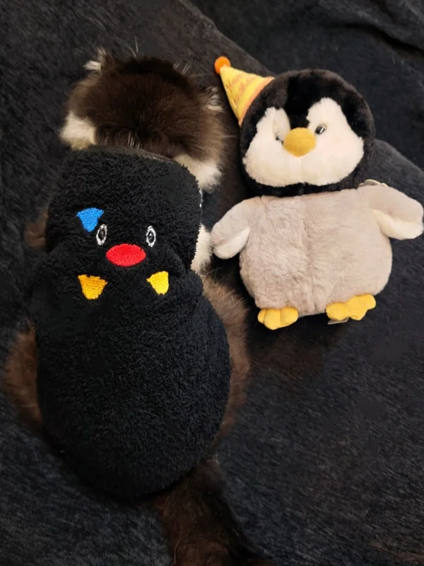 猫レディースとは？その本質と、冬の日常にどう取り入れるか