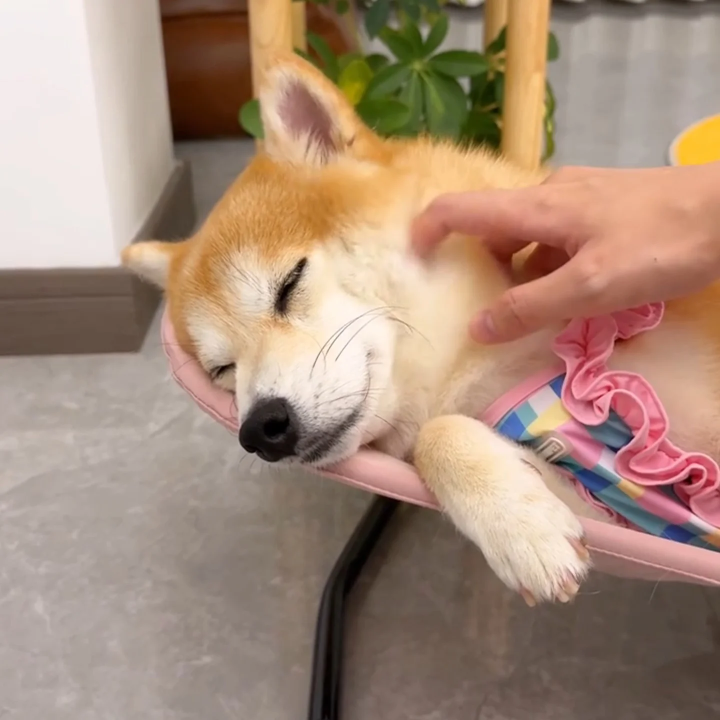 ペット用ロッキングチェア：中小型犬対応の折りたたみ式家具が実用性を提供