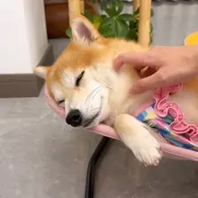 ペット用ロッキングチェア【中小型犬対応・折りたたみ式・四季通用】