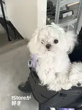 リボンヘアクリップ ペット猫ミニ 手作り ピンク 精巧でかわいい