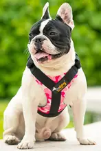 中大型犬用 ハーネス付きリード【サモエド・ゴールデンレトリバー対応・トレーニング用】
