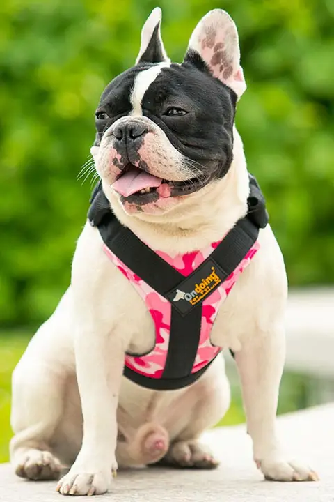 中大型犬用 ハーネス付きリード【サモエド・ゴールデンレトリバー対応・トレーニング用】