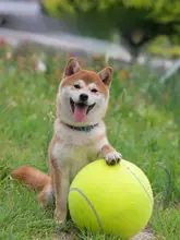耐噛性の大型ペットボール【極上の柔らかさ・犬用・遊び・解消】