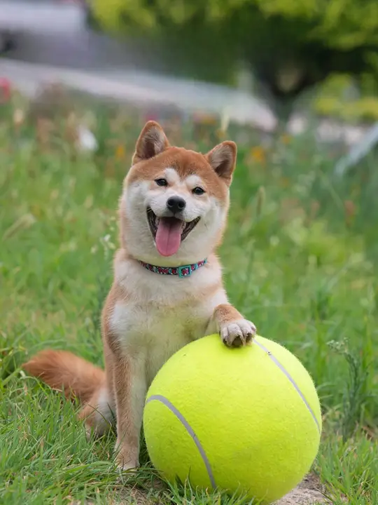 耐噛性の大型ペットボール【極上の柔らかさ・犬用・遊び・解消】