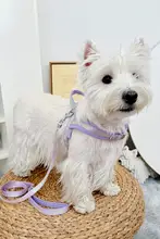 犬用 胸部ハーネスリード【防脱出・コーギー・ウエストハイランド・子犬対応】