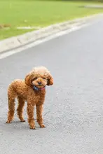ペット用 犬の首輪【小型犬・中型犬対応・調整可能・可愛いデザイン】