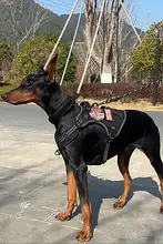犬用タクティカルハーネス【小型犬・中型犬用・防爆デザイン・アウトドア用】