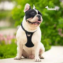大きい犬用ハーネス型リード【防止脱走・散歩用】