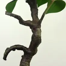 高級感ある山茶花のフェイクフラワー【インテリア装飾用・リビング・ダイニングに最適】