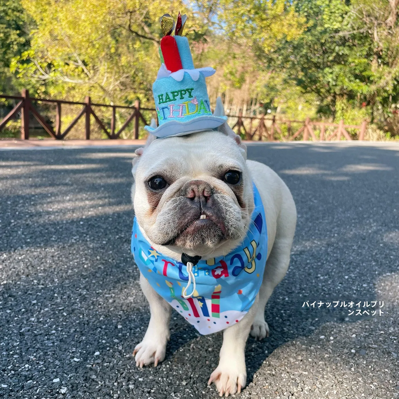 ペット用誕生日パーティーハット：口水巾付きで犬の誕生日を祝うシンプルな飾り