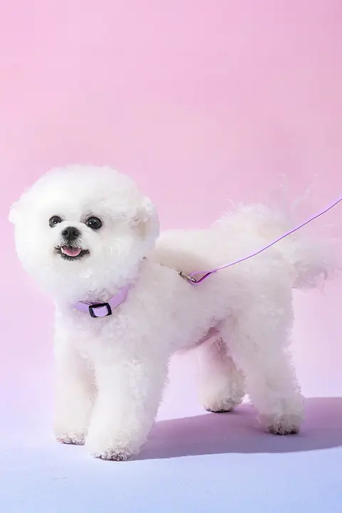 マカロンカラーの犬用リード【調整可能・中小型犬用・散歩用】