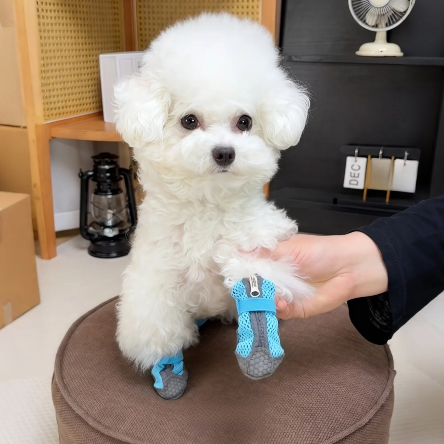 犬の散歩中に足を通さないで暑さを守るには？夏の防熱靴選びの本質とは