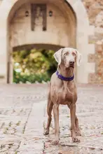 柔らかいコットンナイロン製ペットリード【犬用・スペイン輸入】