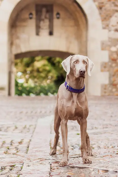 柔らかいコットンナイロン製ペットリード【犬用・スペイン輸入】