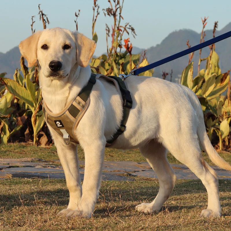 犬のお散歩グッズをコスパ良く揃える方法｜失敗しない選び方の完全ガイド