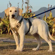 大型犬用ベスト型ハーネス【防爆・犬用リード付き】