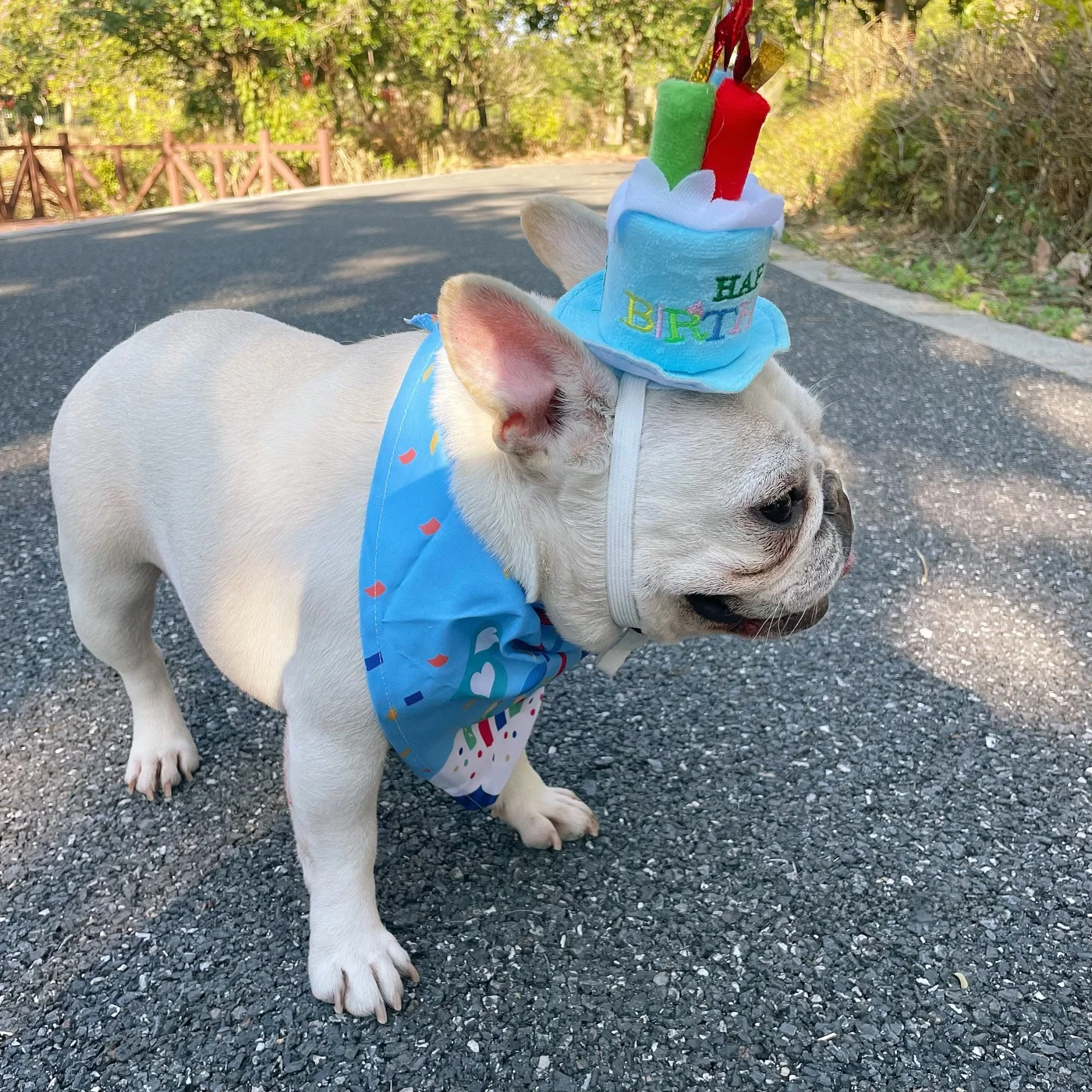 ペット用誕生日パーティーハット：口水巾付きで犬の誕生日を祝うシンプルな飾り