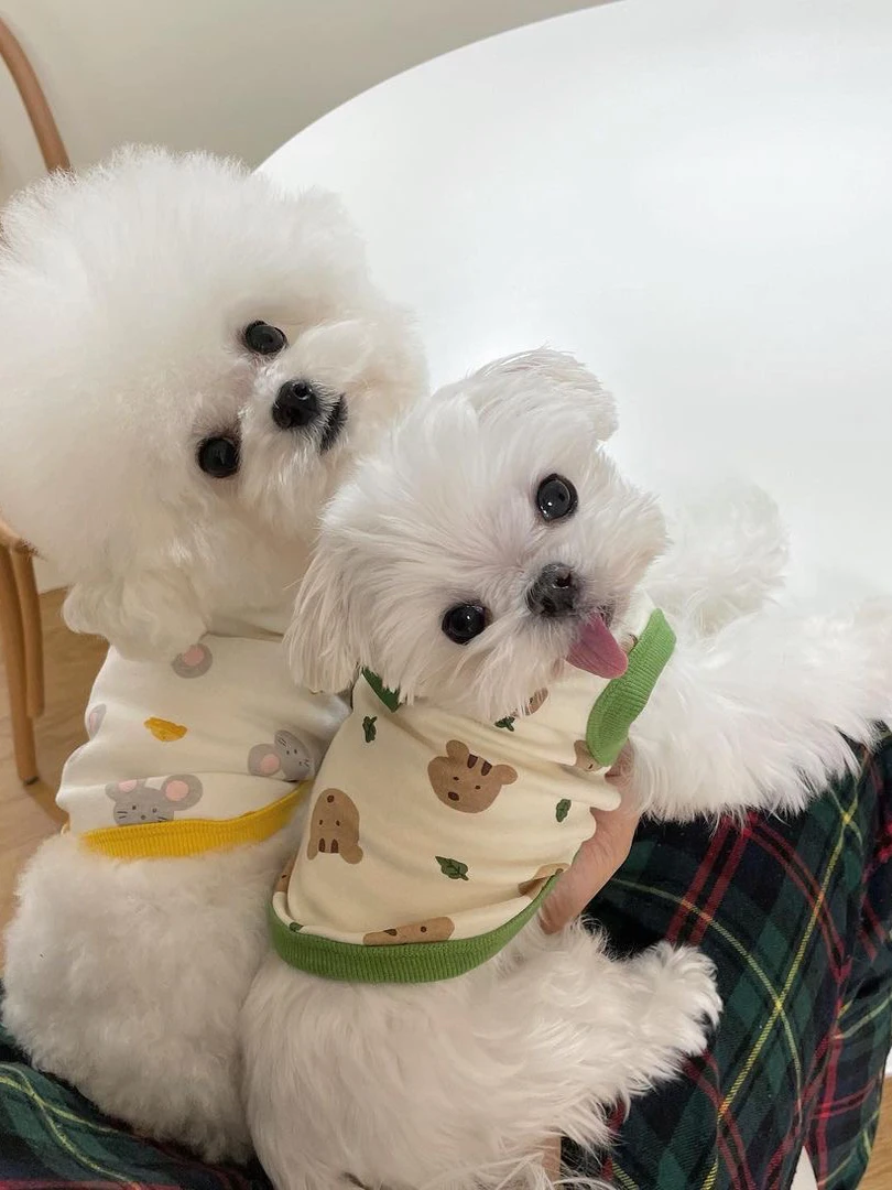犬用キャミソール：春期の中小型犬に最適な軽量・通気性設計