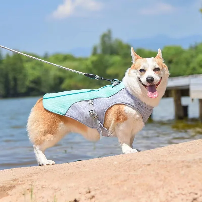 犬のお散歩グッズをコスパ良く揃える方法　徹底解説・選び方の5つのポイント