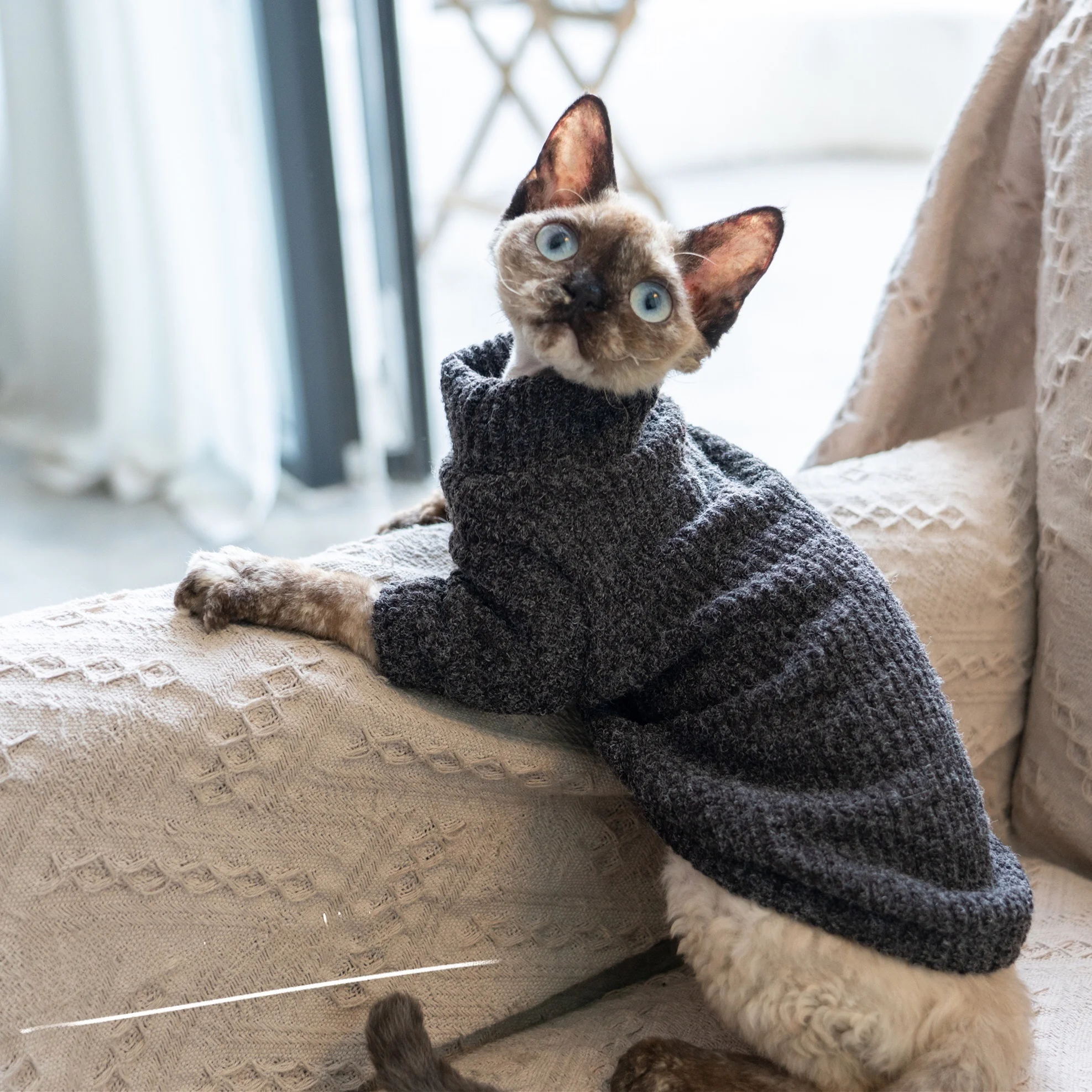 一人暮らしに適した無毛猫用セーター：秋冬の保温と耐汚れデザインを実証