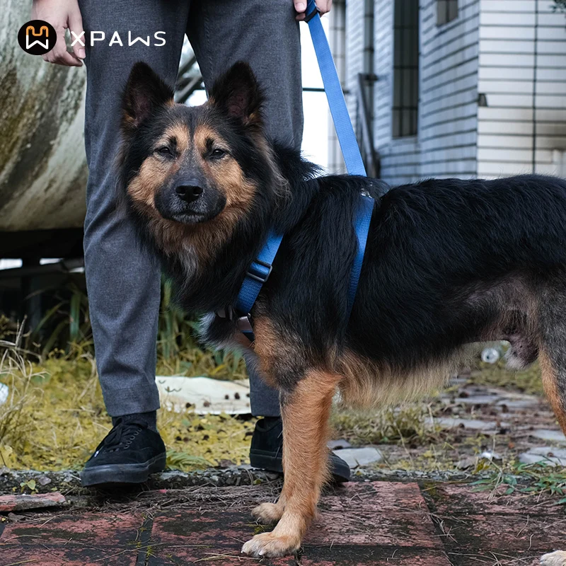 胸部ハーネス型リード：中小型犬向けの散歩サポートシステム